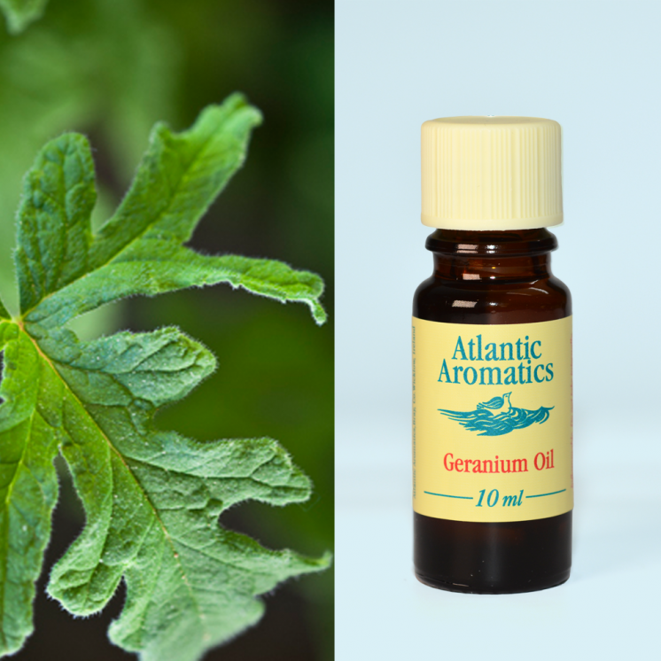 Atlantic Aromatics, Geranium Oil 10ml Default Title