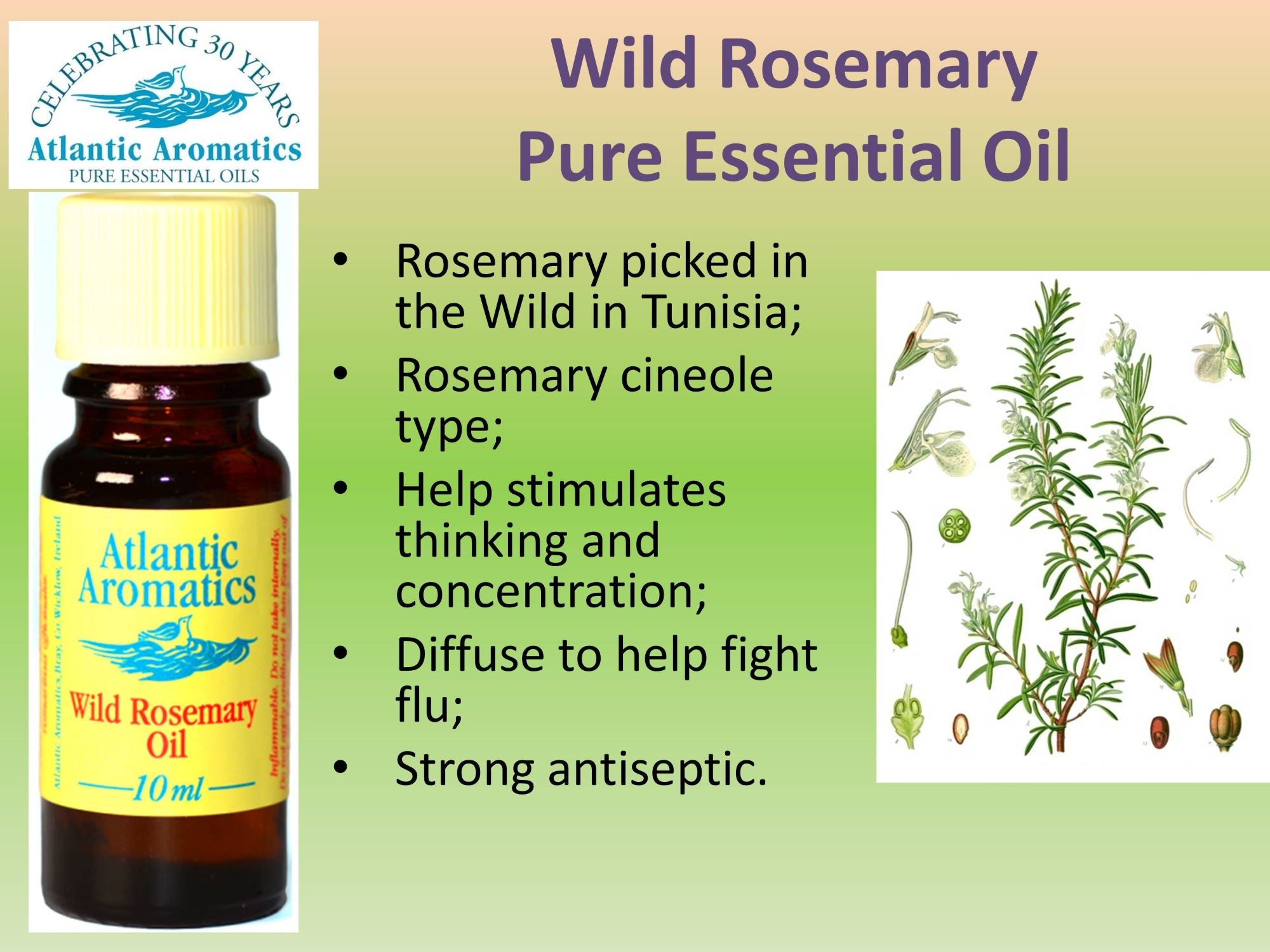 Atlantic Aromatics, Rosemary Oil Wild 10ml Default Title