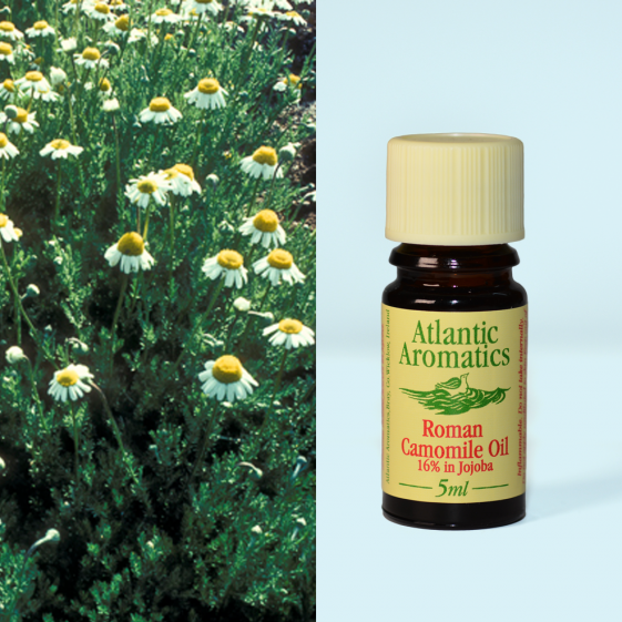 Atlantic Aromatics, Camomile Roman 16% 5ml Default Title