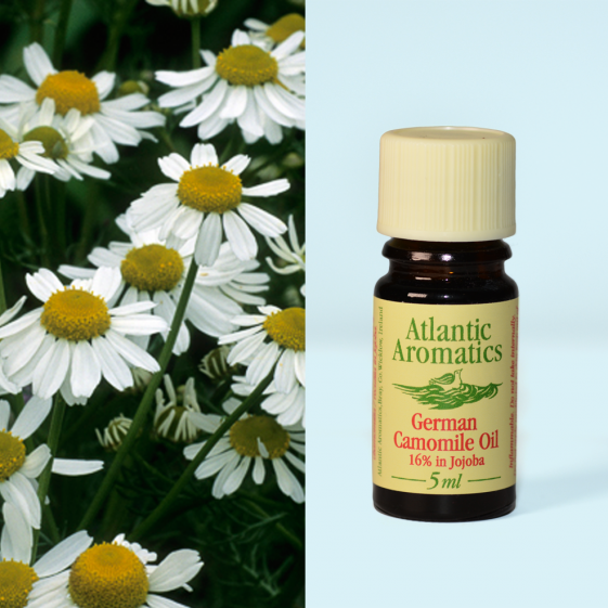 Atlantic Aromatics, Camomile German 16% Organic 5ml Default Title