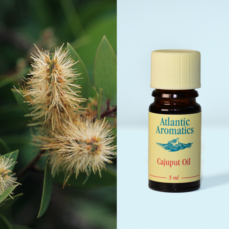 Atlantic Aromatics, Cajuput 5ml Default Title