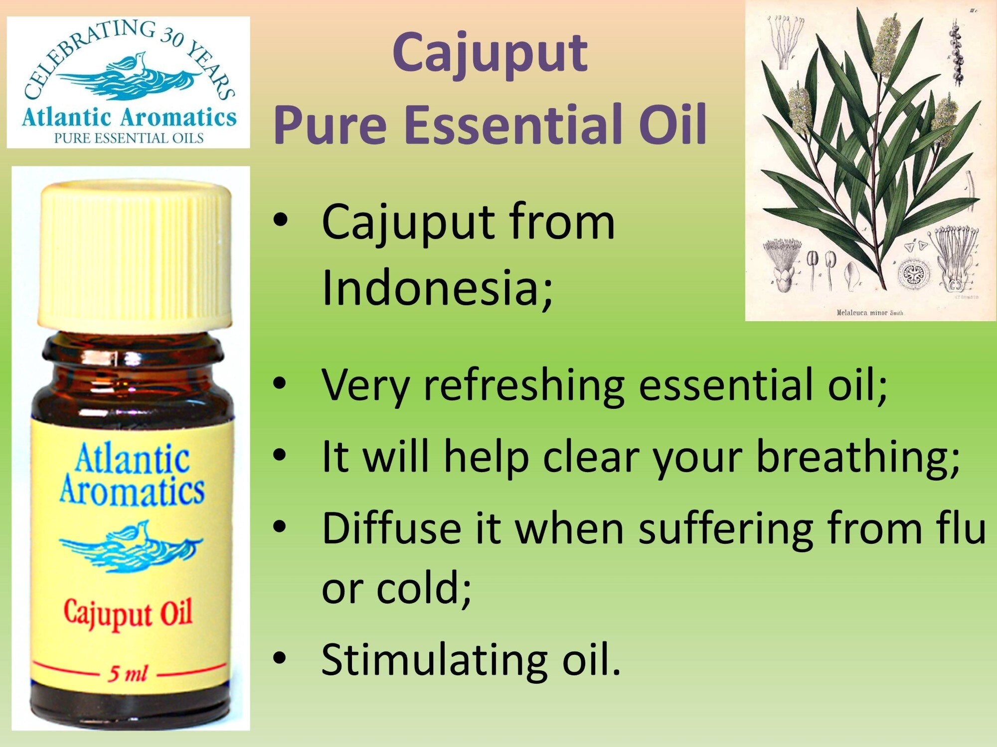 Atlantic Aromatics, Cajuput 5ml Default Title