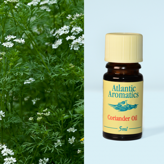 Atlantic Aromatics, Coriander Oil 5ml Default Title