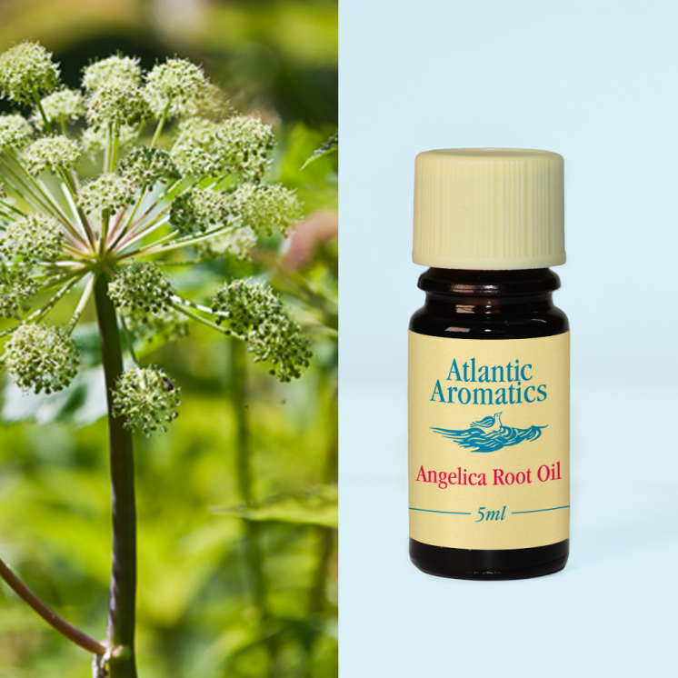 Atlantic Aromatics, Angelica Root 5ml Default Title