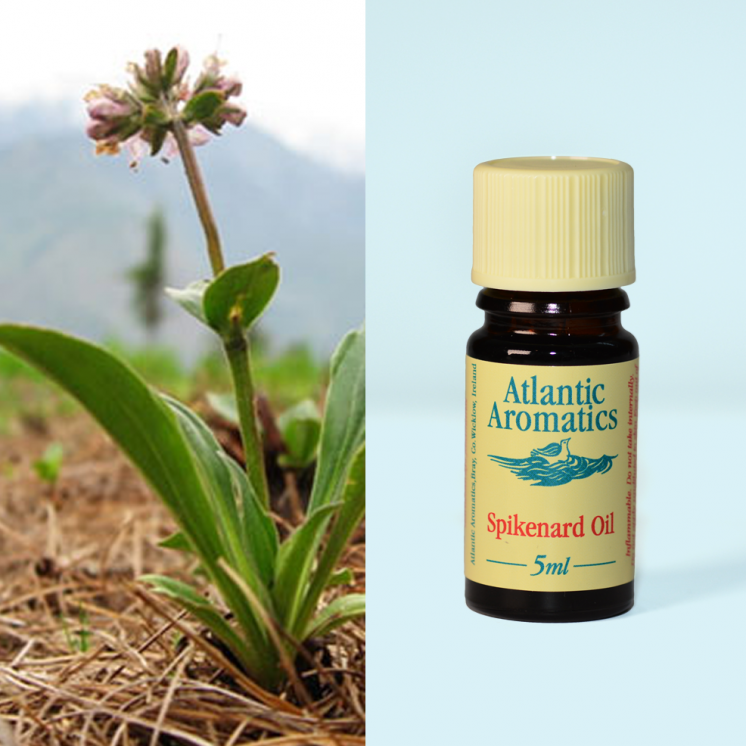 Atlantic Aromatics, Spikenard 5ml Default Title