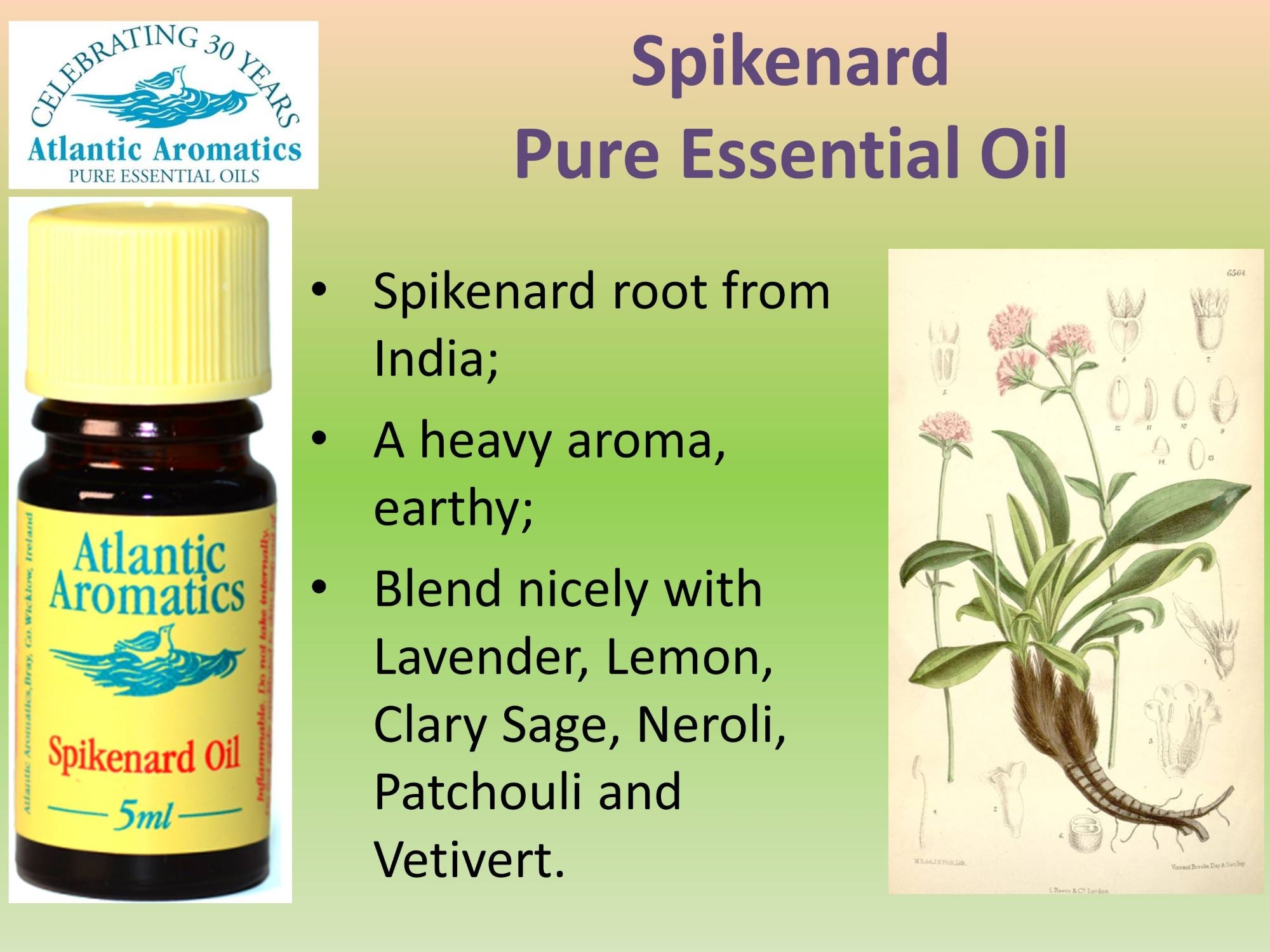 Atlantic Aromatics, Spikenard 5ml Default Title