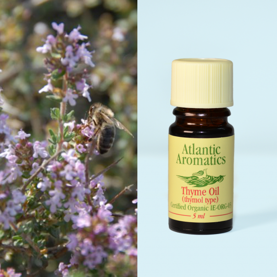 Atlantic Aromatics, Thyme Thymol 5ml Default Title